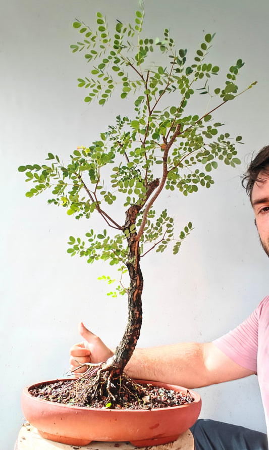 Lysiloma Sabicu - 15 inch unglazed pot