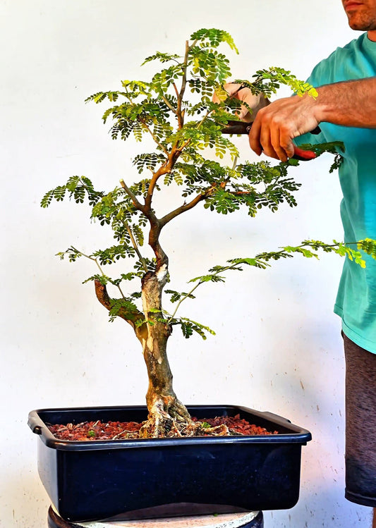 Thornless Flowering Brazilian Rain Tree - 15 Inch Plastic Pot