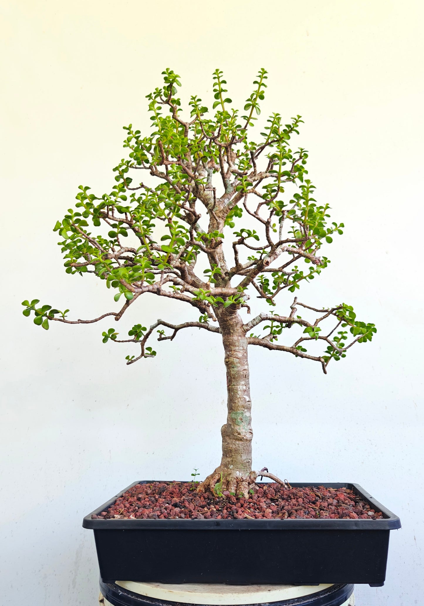 XL Dwarf Jade - 15 Inch Shallow Plastic Tray
