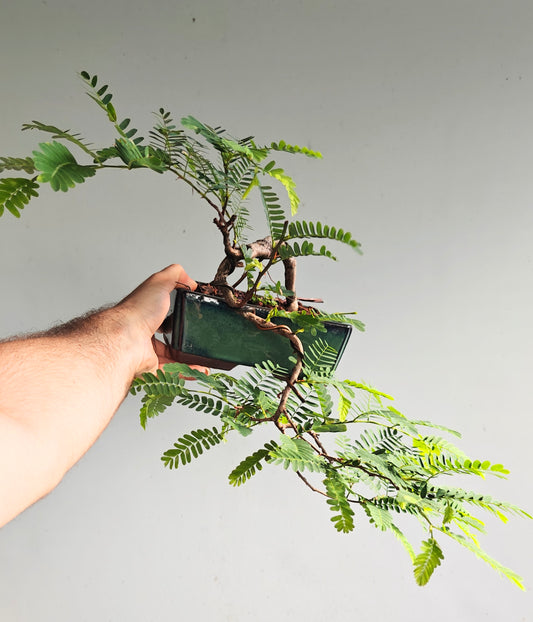 Cascade Tamarind Specimen Bonsai - 7 inch glazed pot