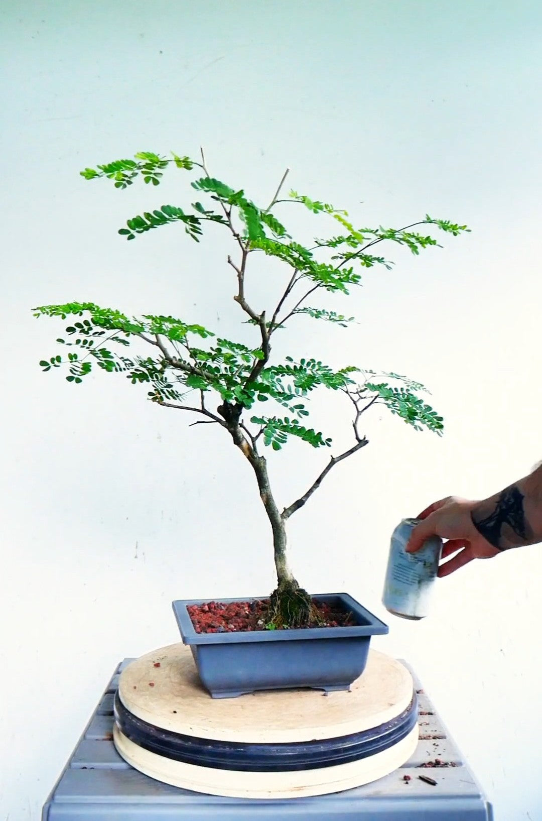 Thornless Flowering Brazilian Rain Tree - 7 Inch Plastic Pot