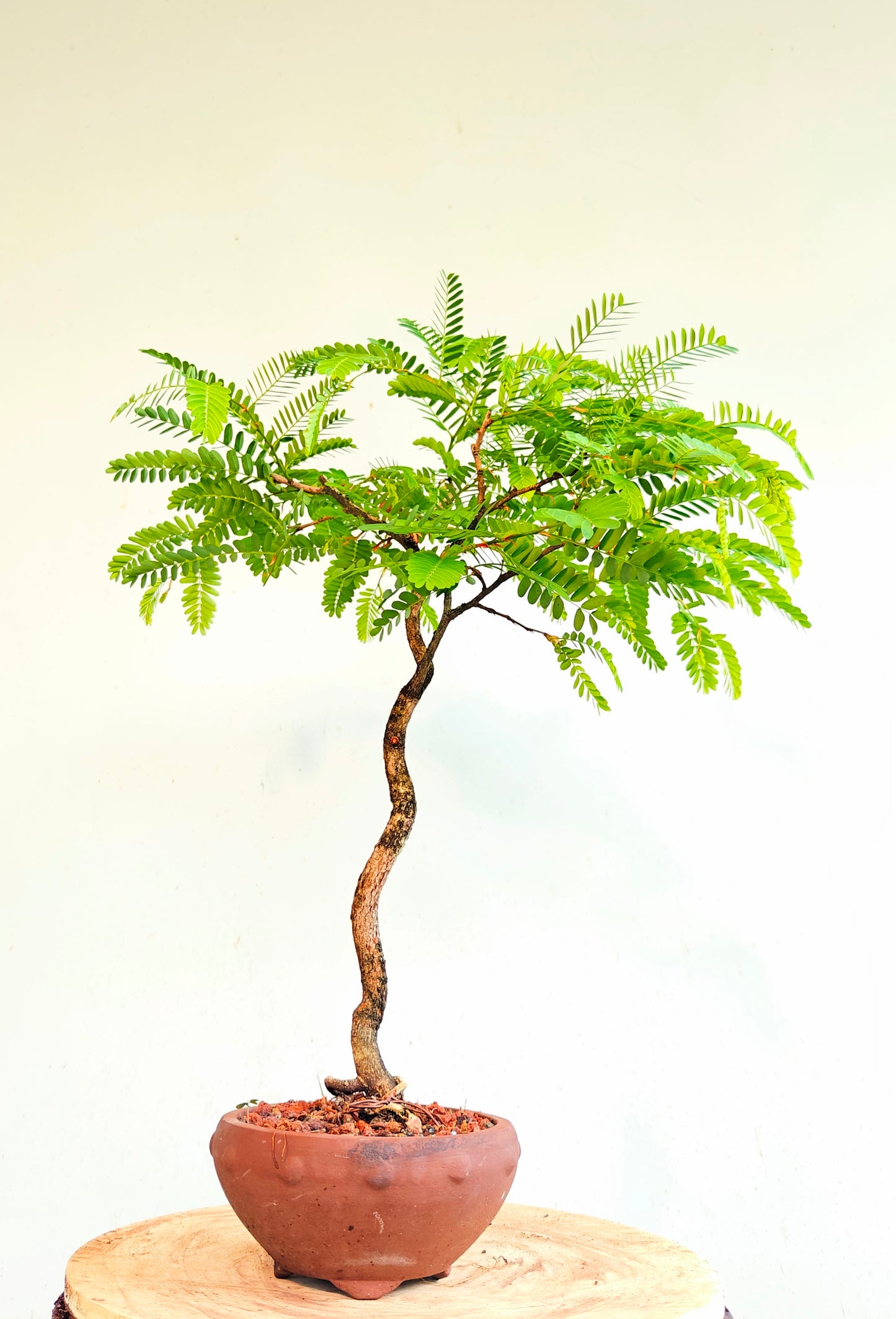 Tamarind Specimen Bonsai - 6 inch unglazed pot