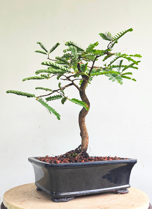 Tamarind Bonsai - 8 inch glazed pot