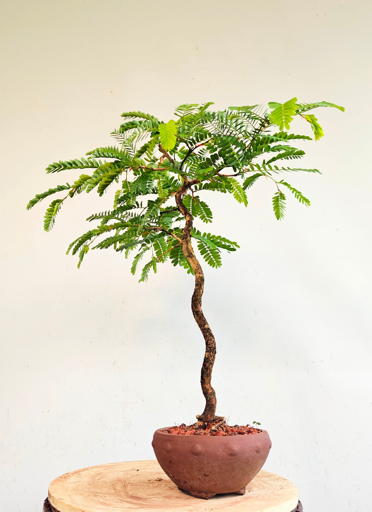Tamarind Specimen Bonsai - 6 inch unglazed pot