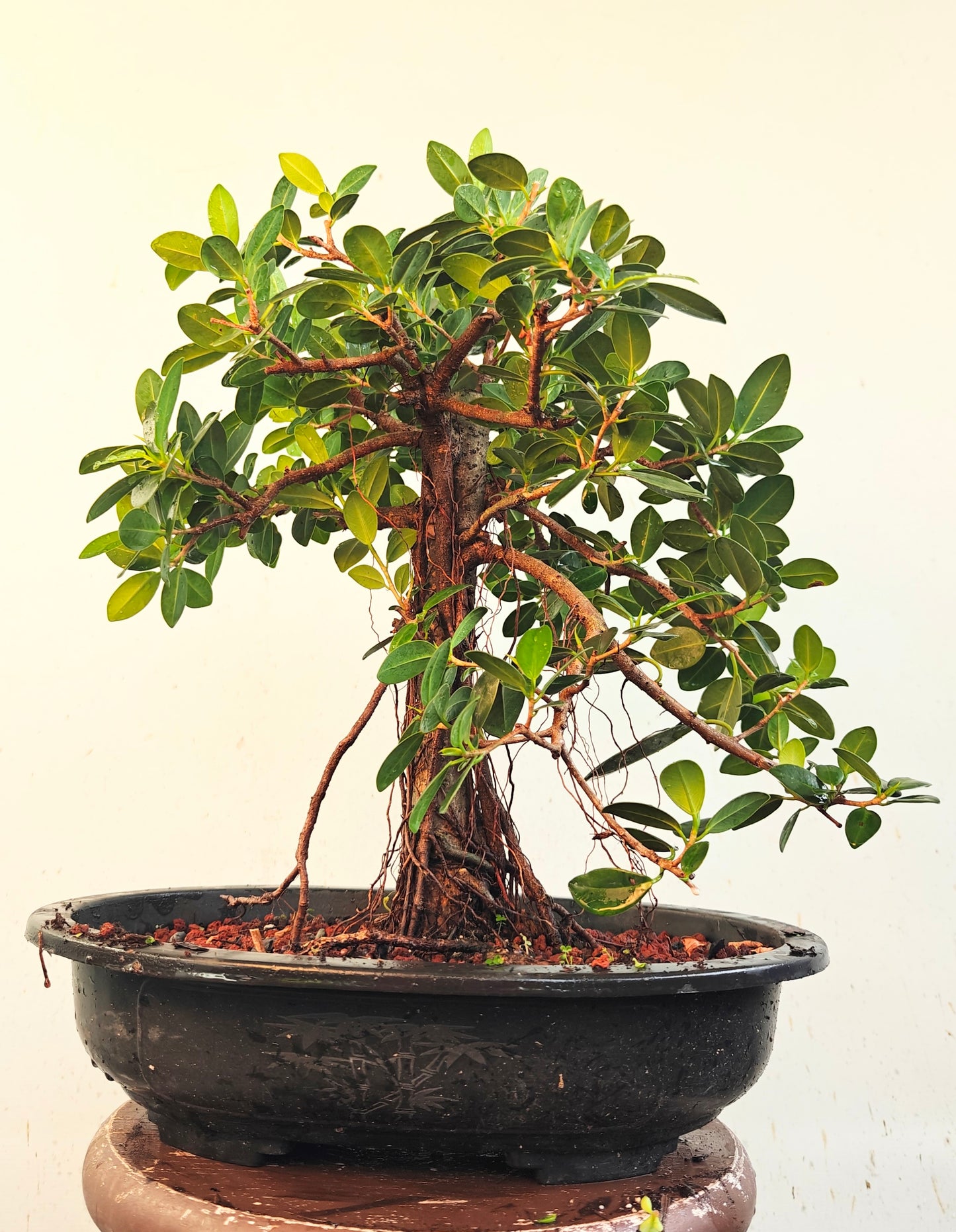 Green Island Ficus - 15 inch plastic pot