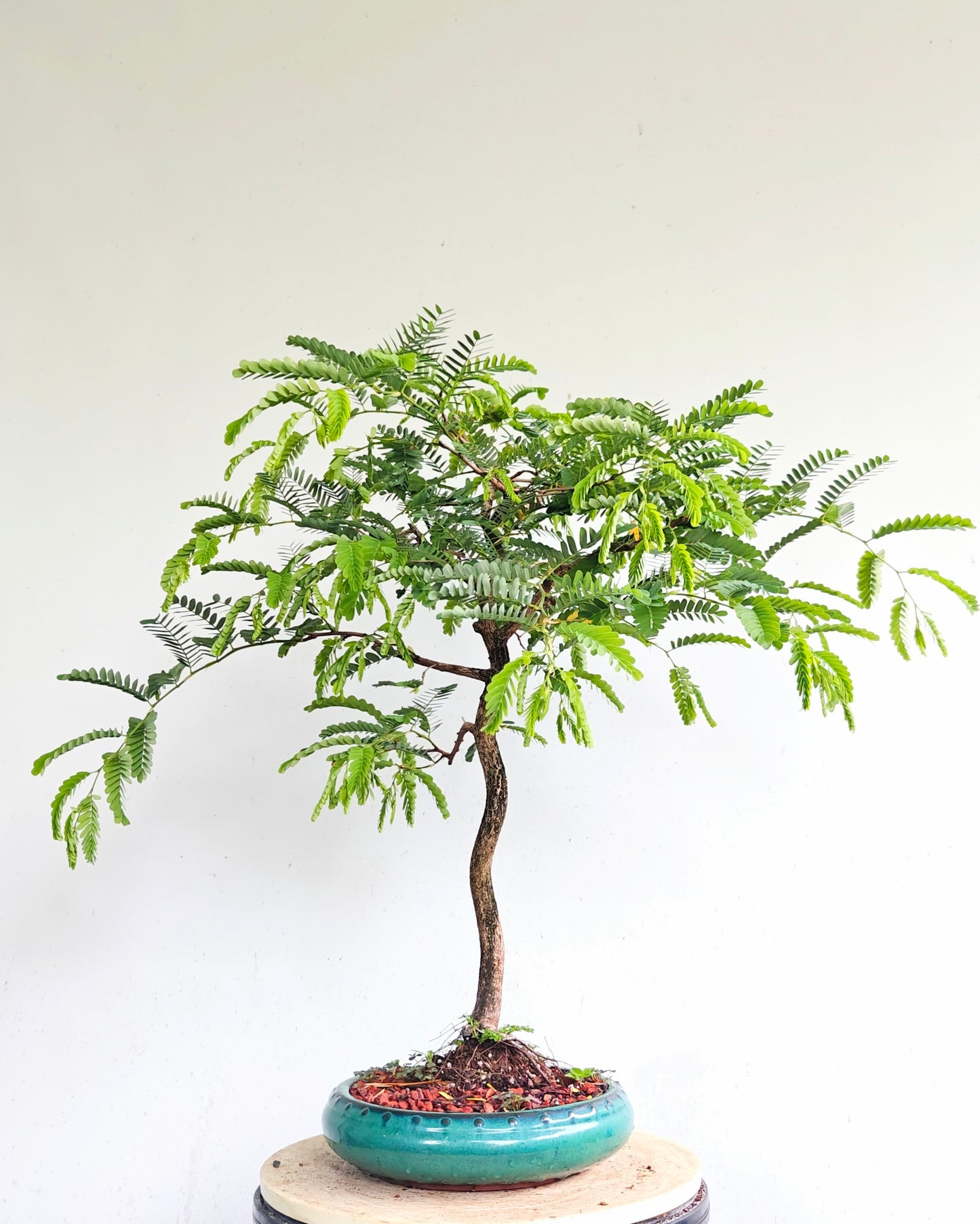 Tropical Tamarind Bonsai - 10 inch glazed pot