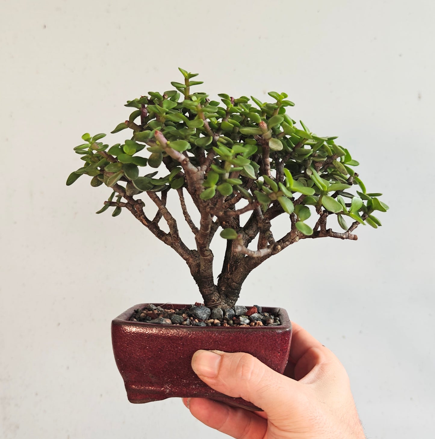 Dwarf Jade Bonsai - 4 inch pot