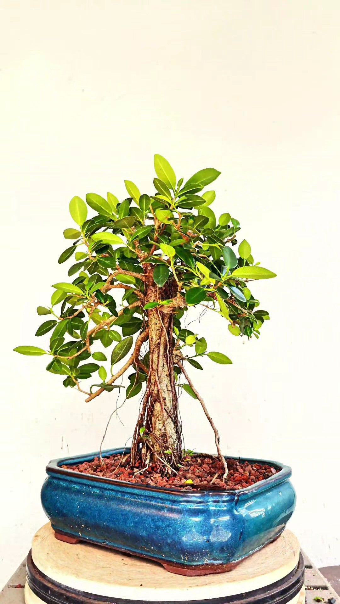 Green Island Ficus - 12 inch Glazed Rectangle