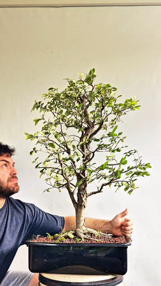 Cedar Elm Bonsai - 17 Inch Plastic Pot