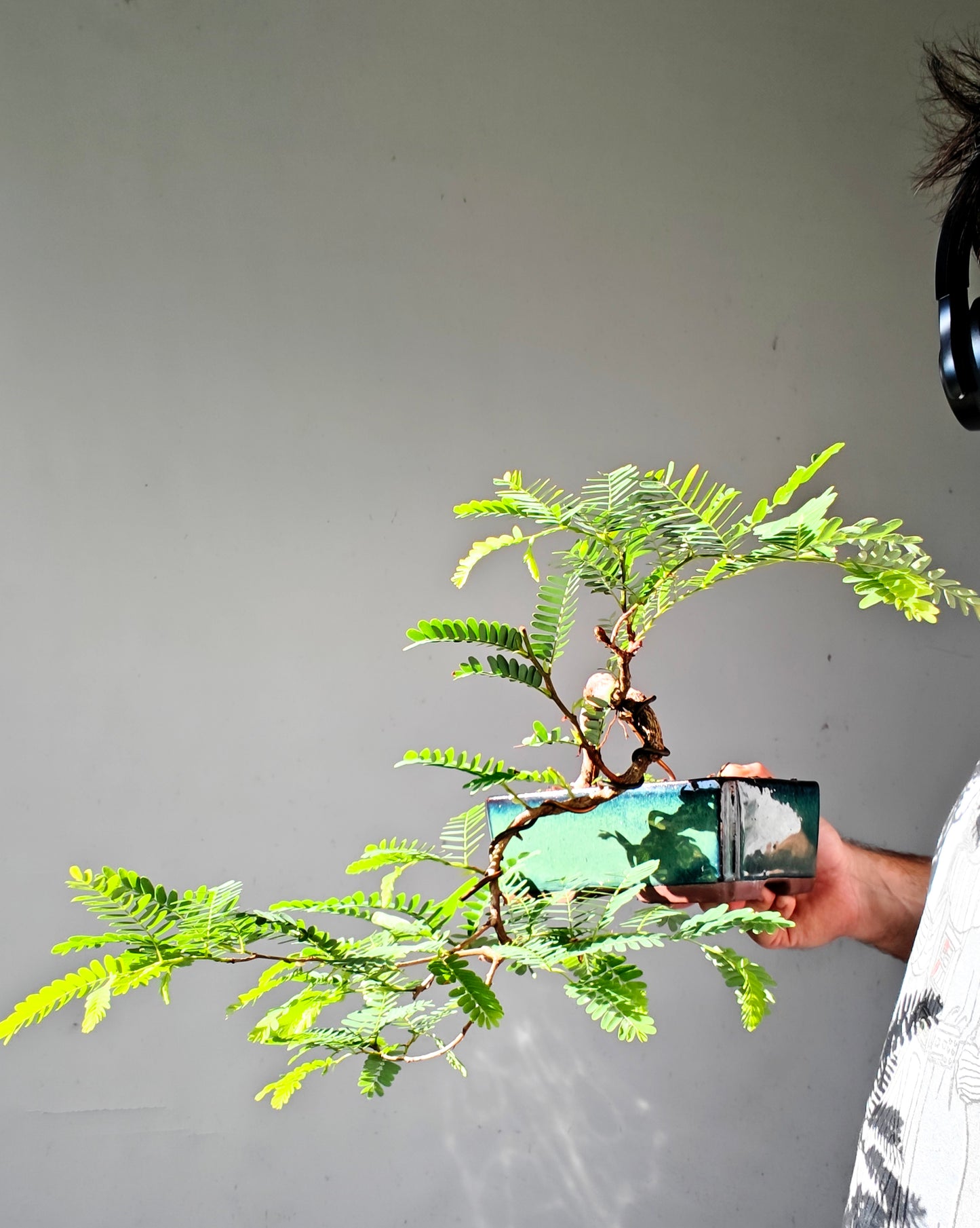 Cascade Tamarind Specimen Bonsai - 7 inch glazed pot