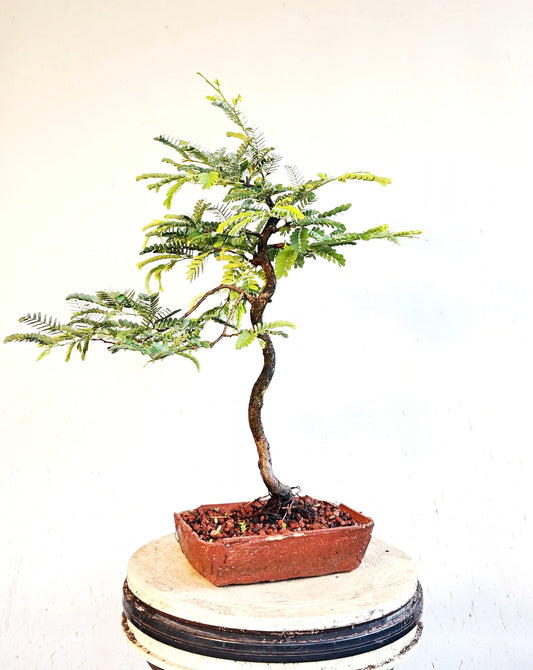 Tamarind Specimen Bonsai - 8 inch cement pot