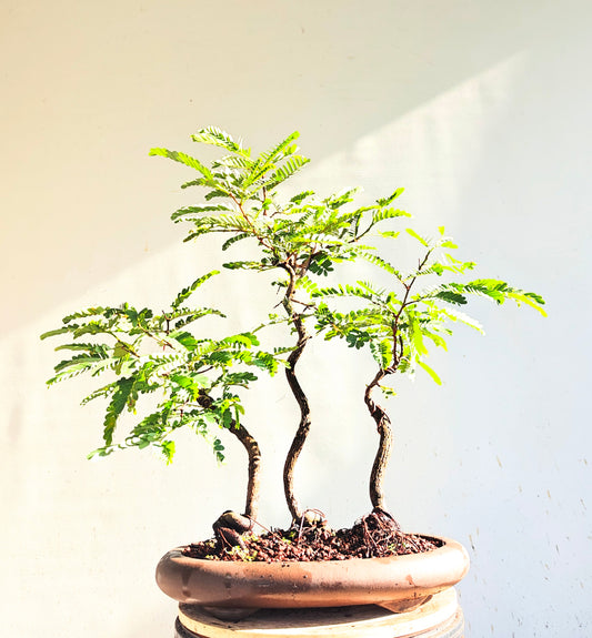 Tamarind Forest Specimen Bonsai - 13 inch unglazed pot