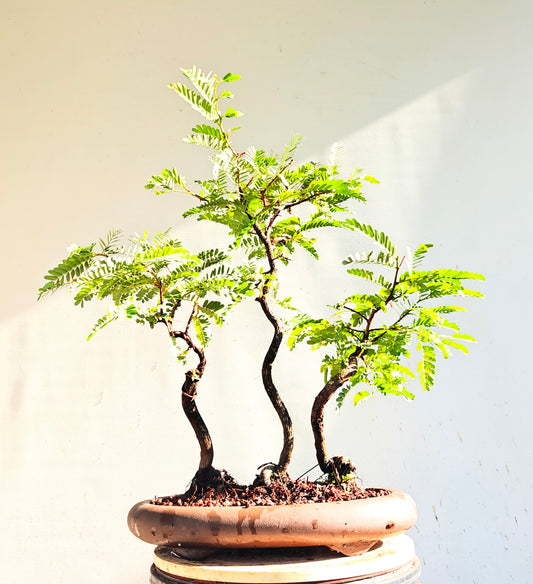 Tamarind Forest Specimen Bonsai - 13 inch unglazed pot