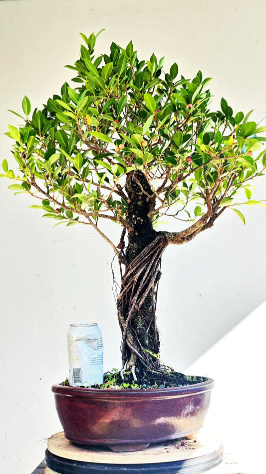 Large Tigerbark Ficus - Specimen Bonsai