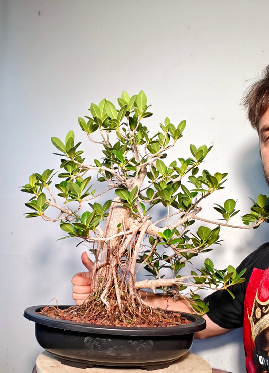 Green Island Ficus With Aerial Roots - 15 inch plastic pot