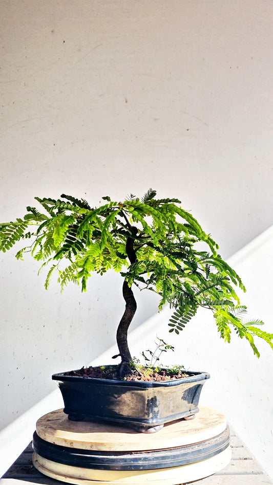 Tamarind Bonsai - 8 inch glazed pot