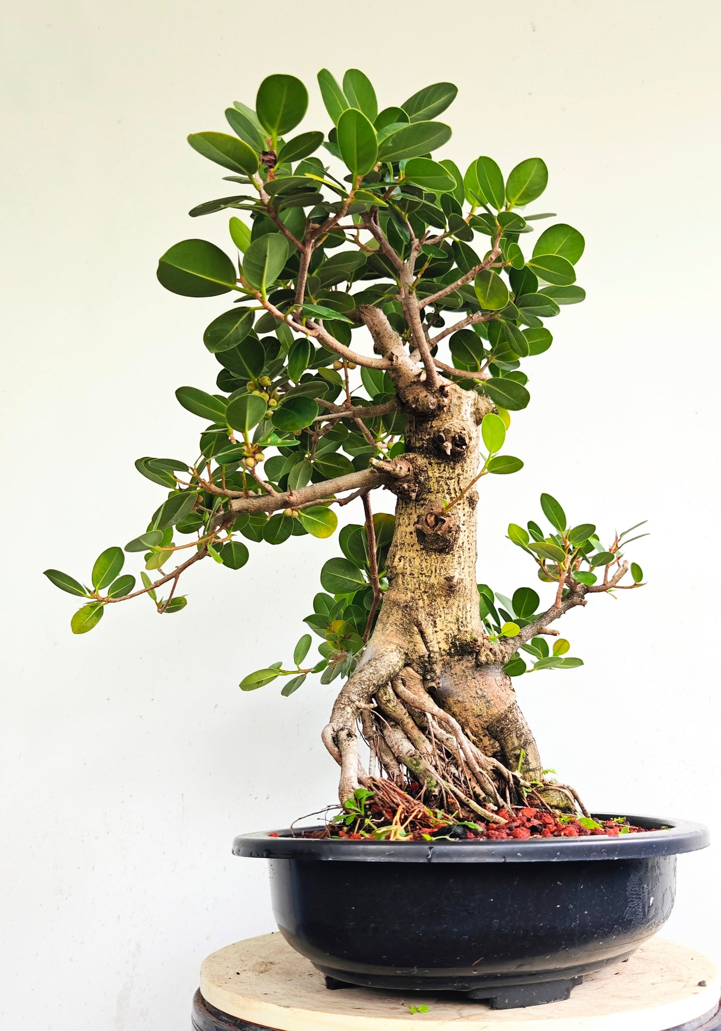 Green Island Ficus - 15 inch plastic pot