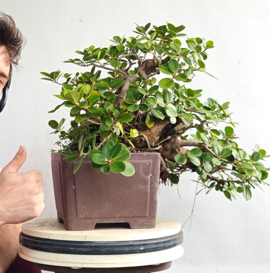 Cascade Green Island Ficus - Specimen Bonsai - Unglazed 12 inch cascade pot