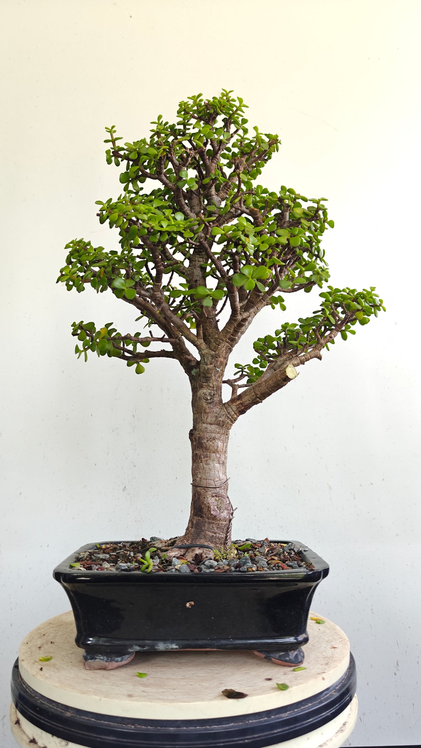 Dwarf Jafe Bonsai - 10 inch pot
