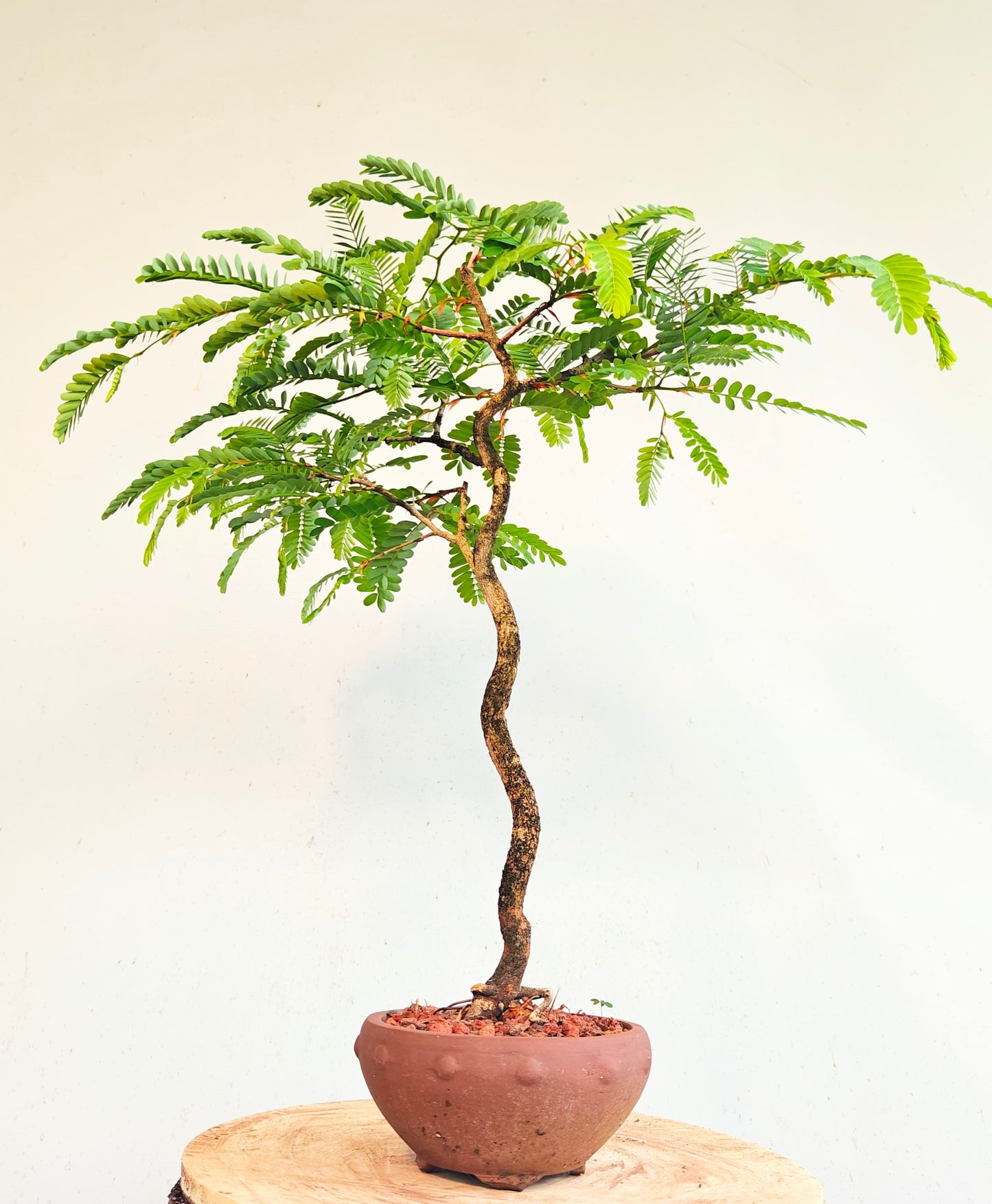 Tamarind Specimen Bonsai - 6 inch unglazed pot
