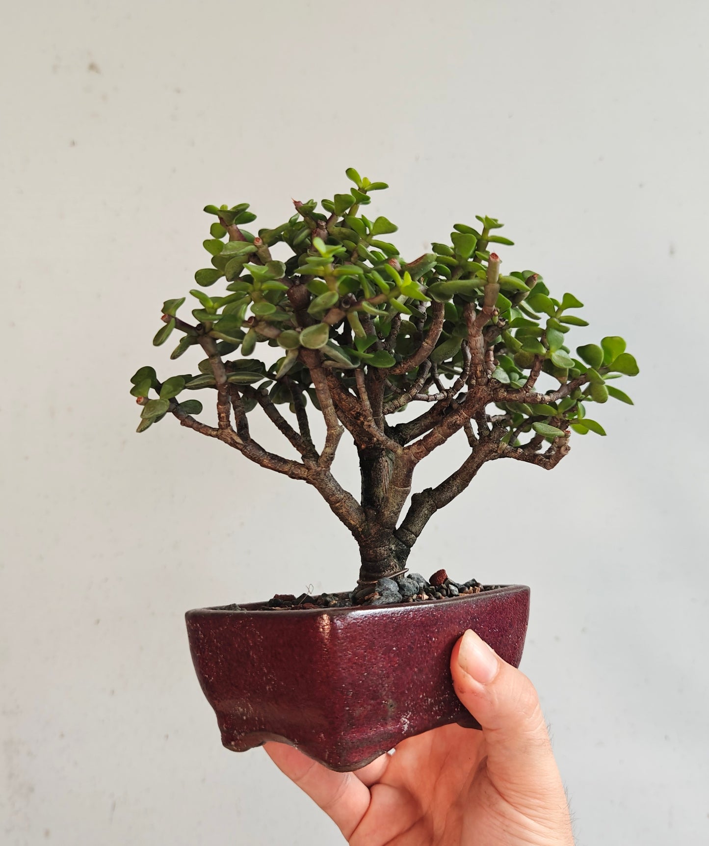 Dwarf Jade Bonsai - 4 inch pot