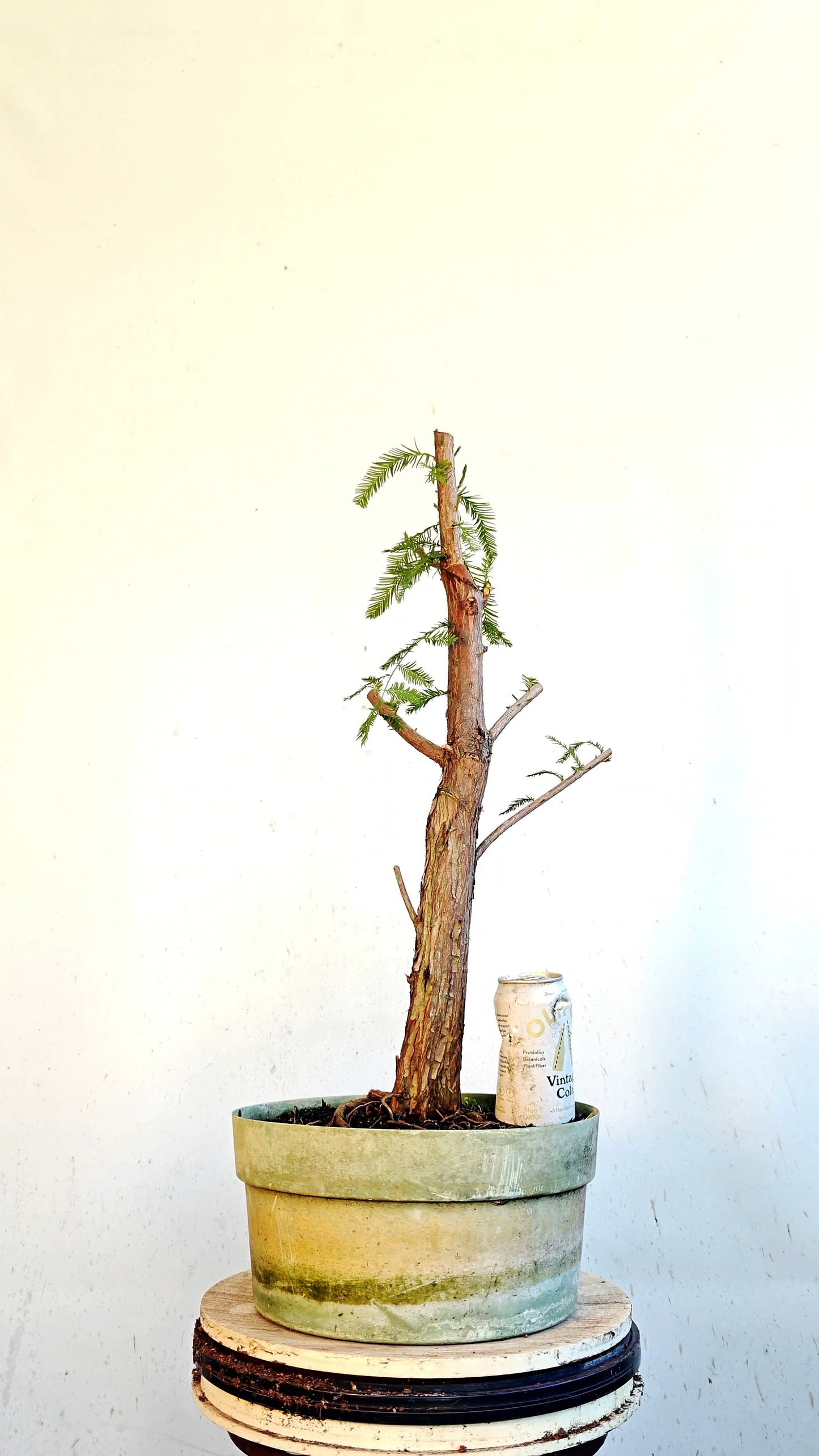 Bald Cyress Bonsai - 12 inch Plastic Pot