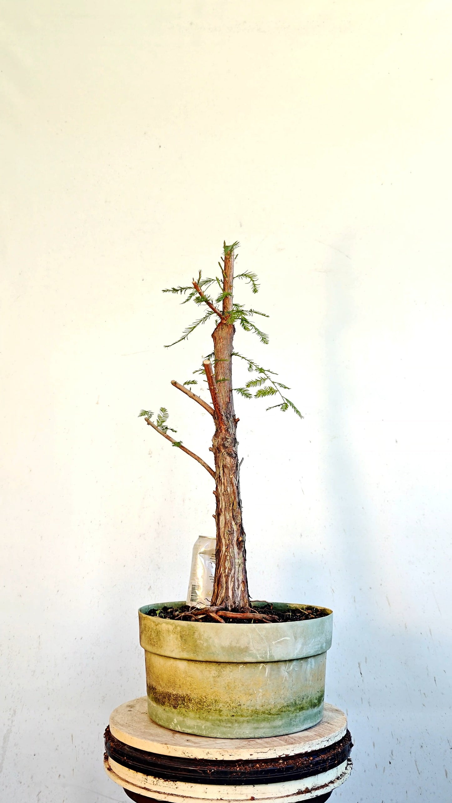 Bald Cyress Bonsai - 12 inch Plastic Pot