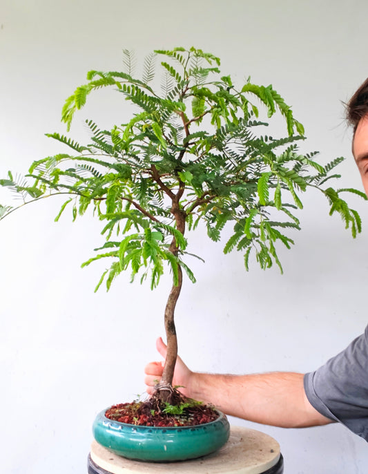 Tropical Tamarind Bonsai - 10 inch glazed pot