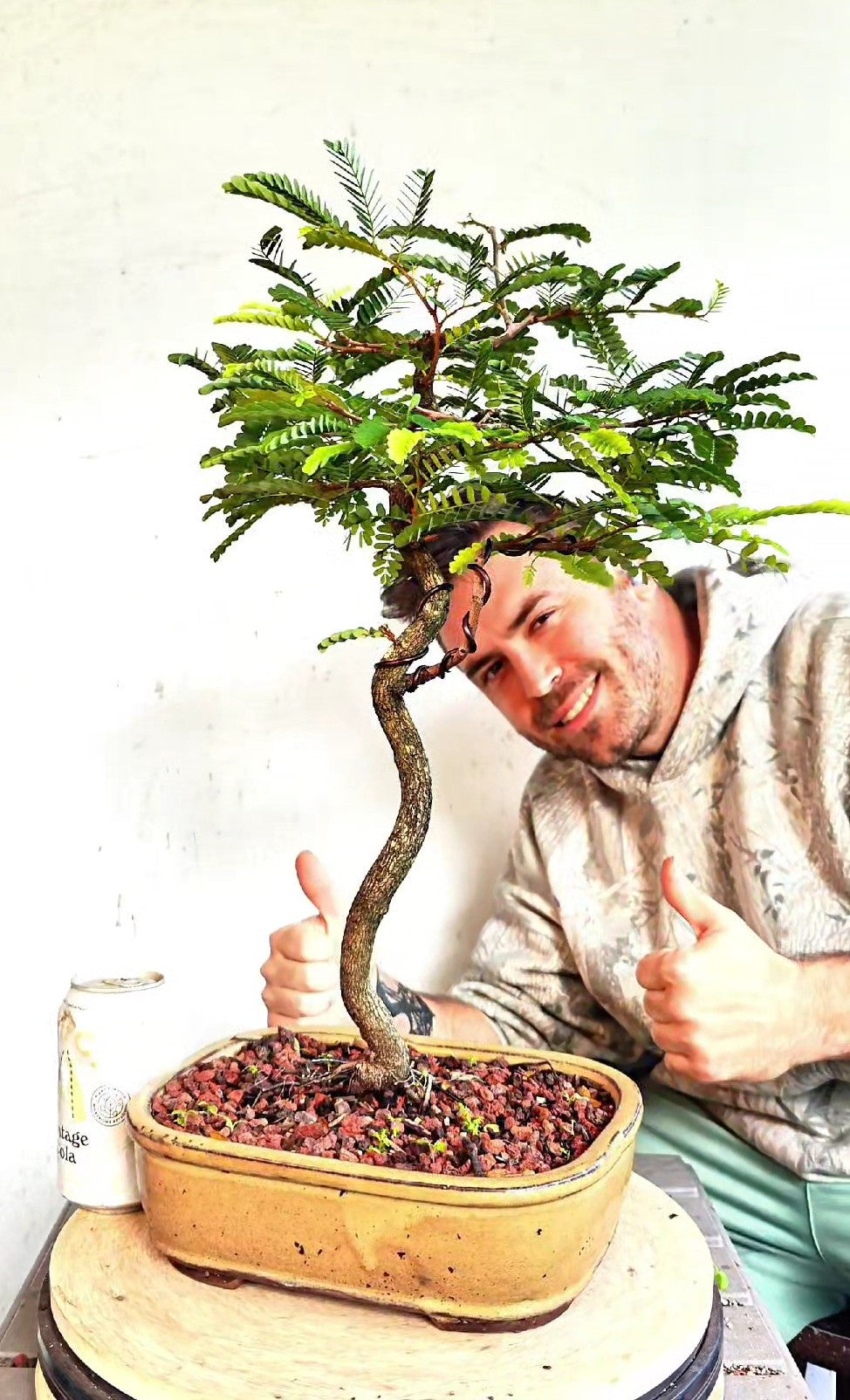 Tropical Tamarind Bonsai - 10 inch glazed pot