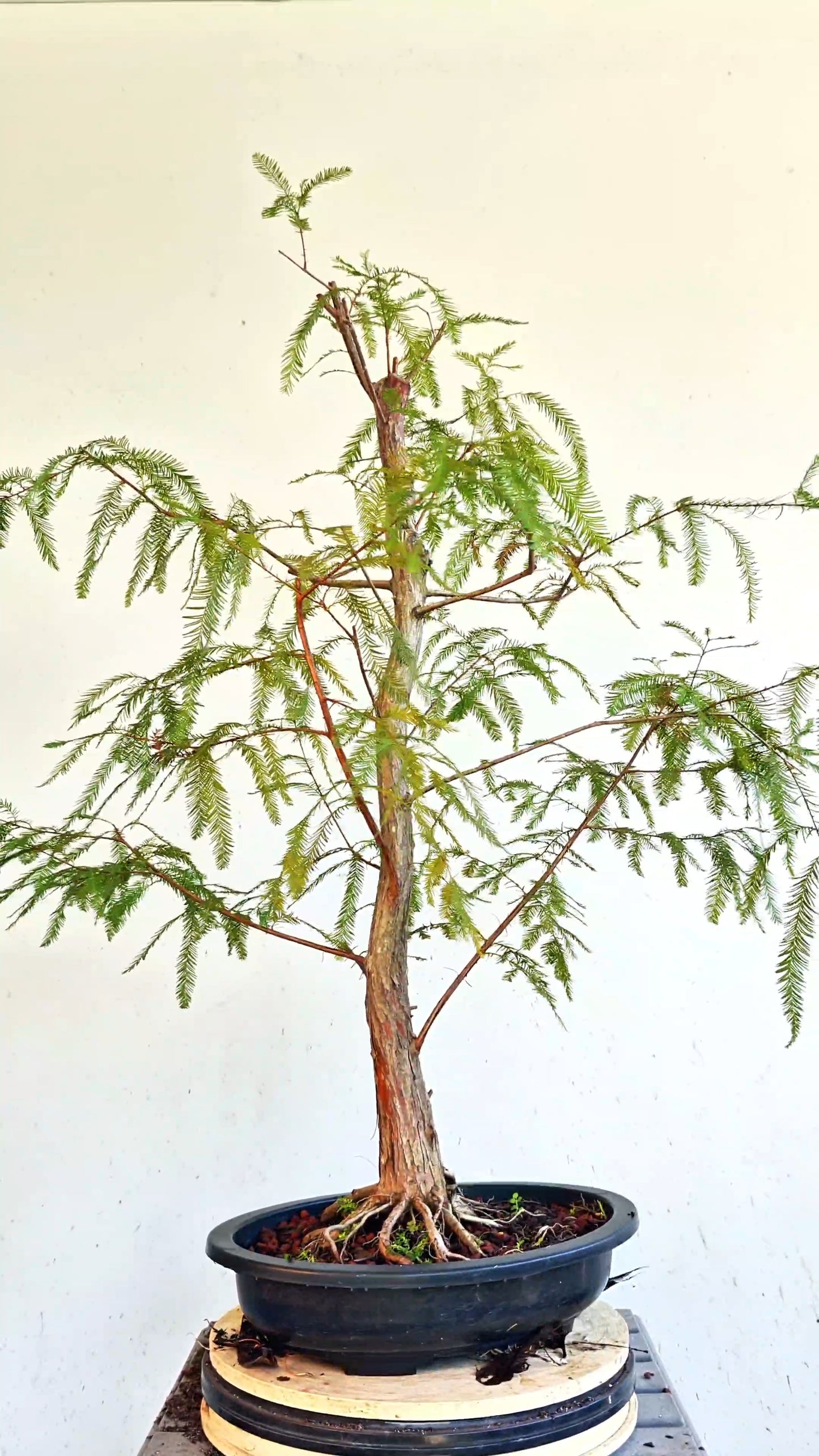 Bald Cyress Bonsai - 15 inch Plastic Pot