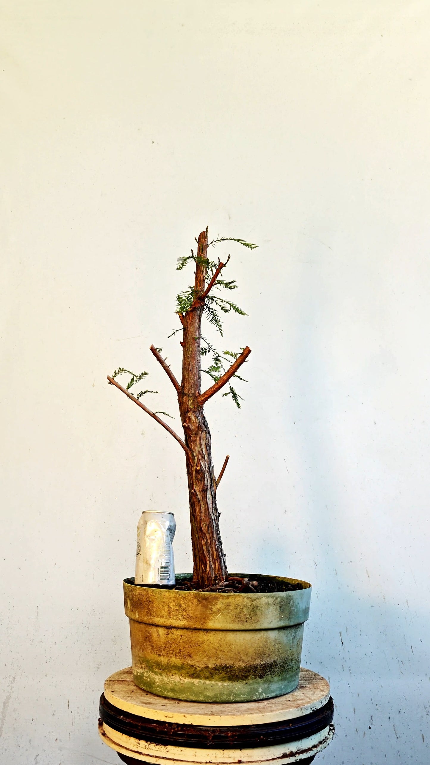 Bald Cyress Bonsai - 12 inch Plastic Pot