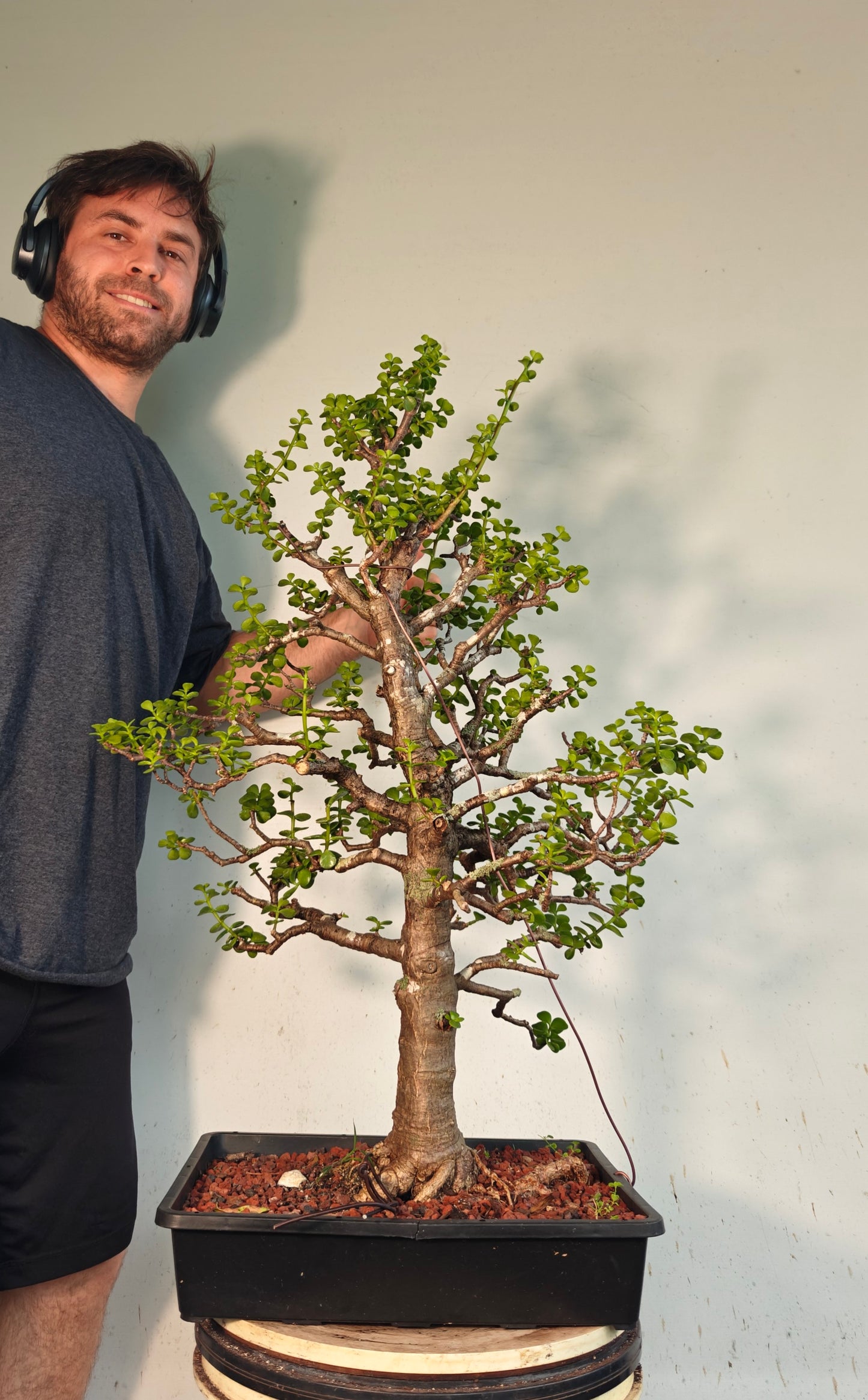 XL Dwarf Jade - 15 Inch Shallow Plastic Tray