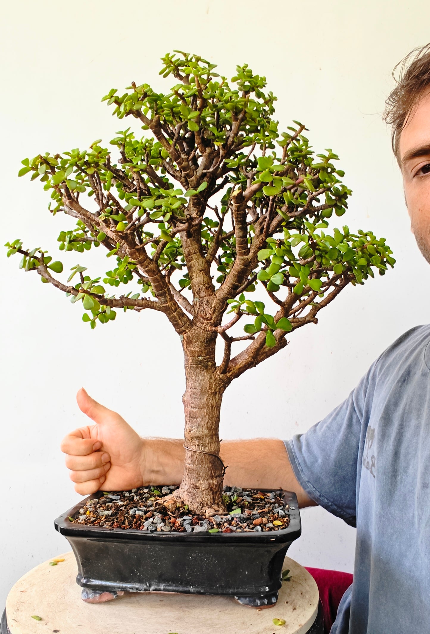 Dwarf Jafe Bonsai - 10 inch pot