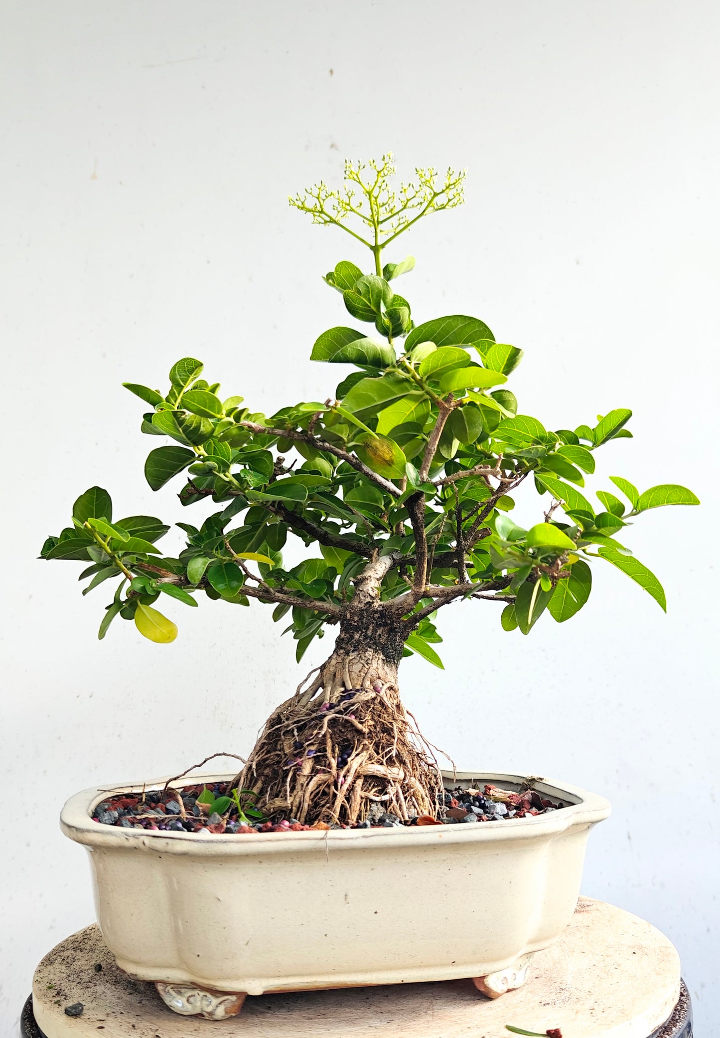 Flowering Premna - 10" Glazed Pot