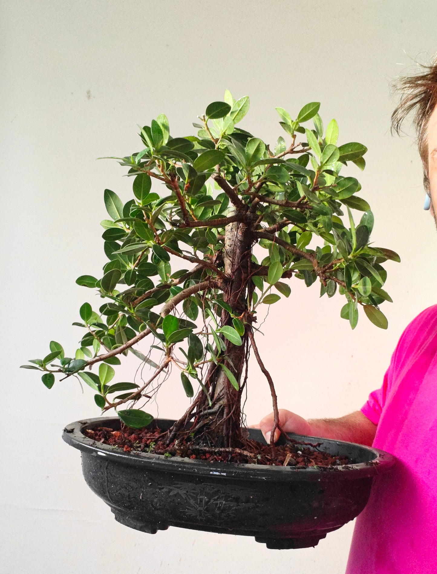 Green Island Ficus - 15 inch plastic pot