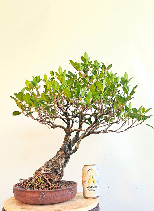 Tigerbark Ficus - Specimen Bonsai