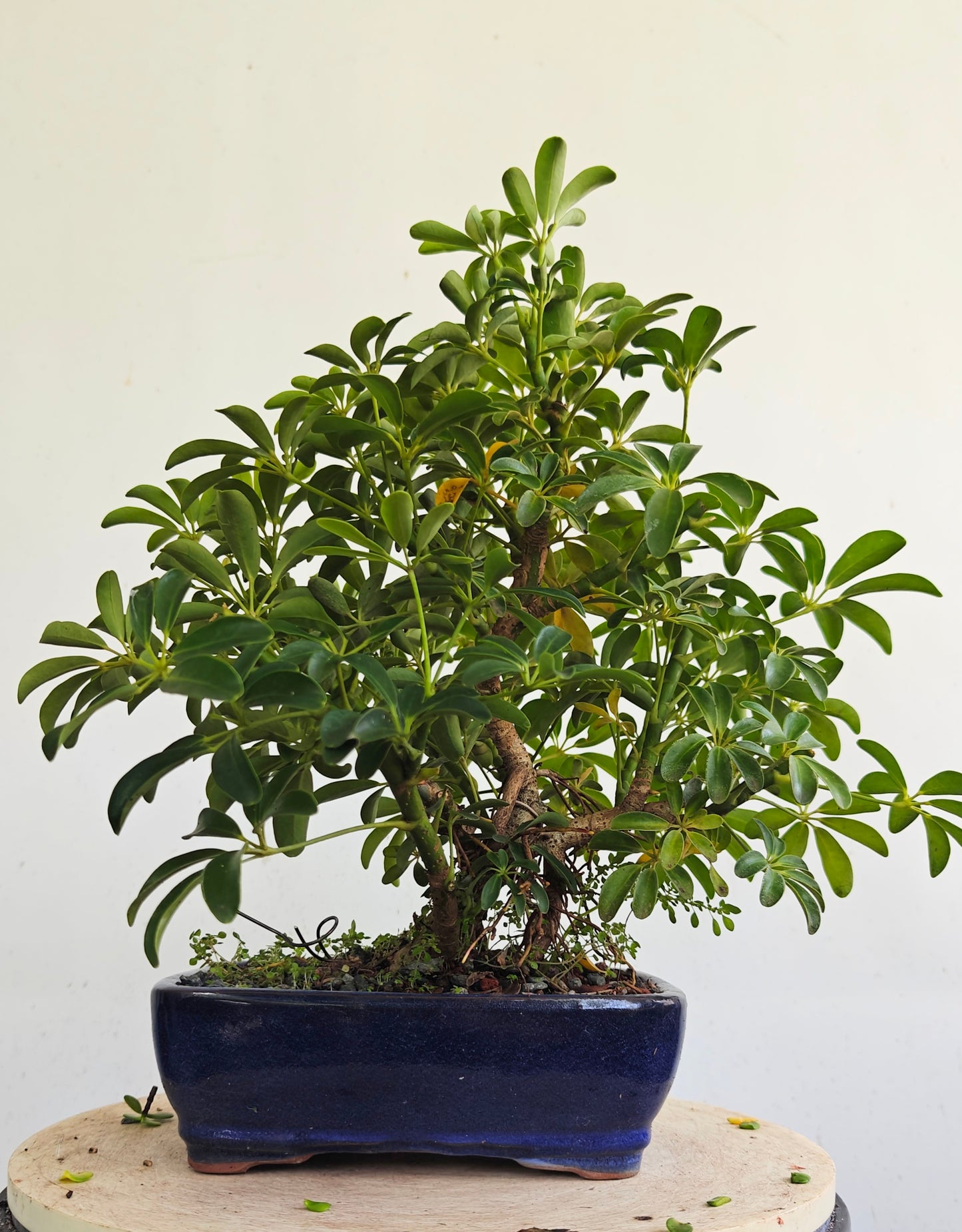 Dwarf Umbrella Bonsai - 10 inch pot