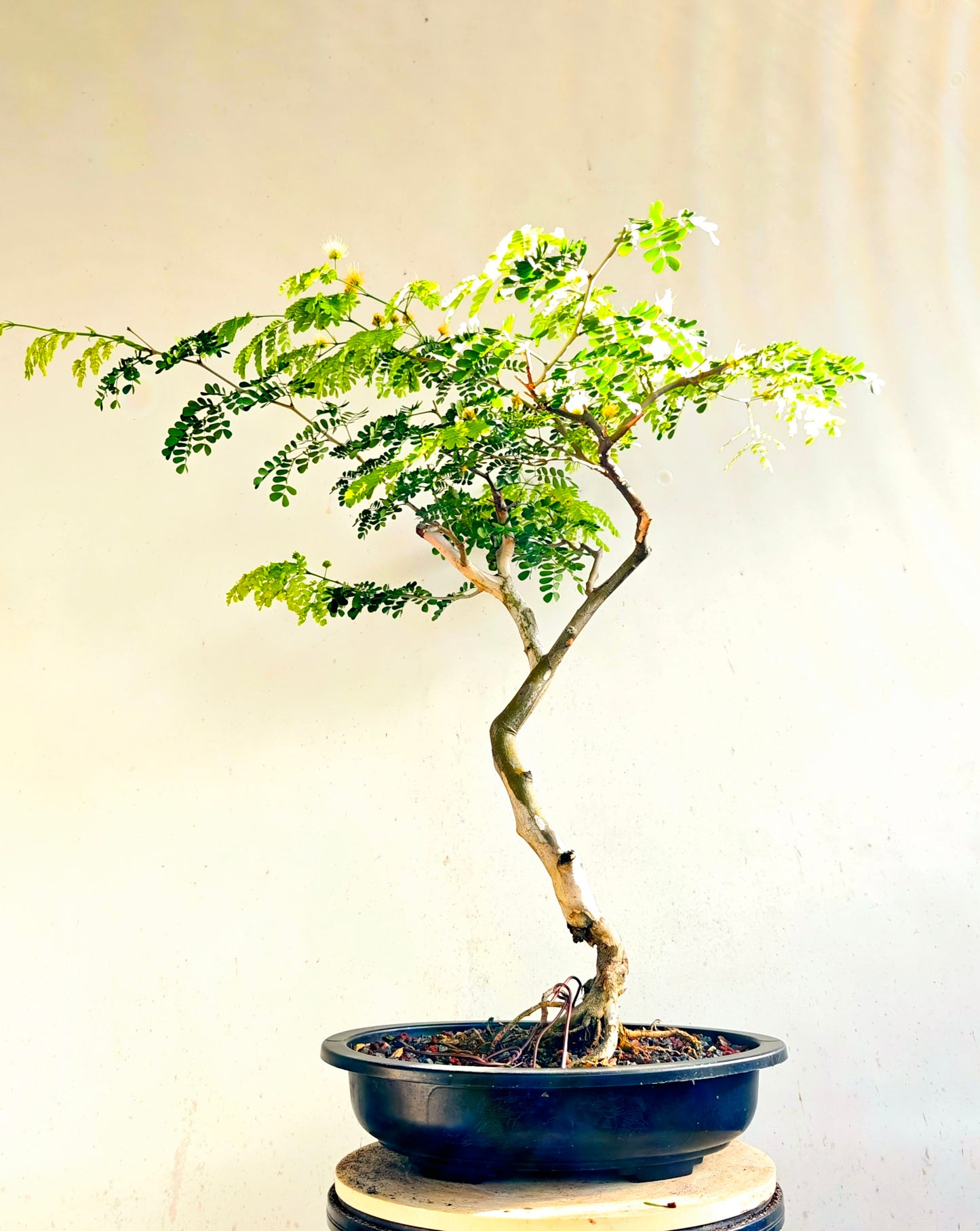 Thornless Flowering Brazilian Rain Tree - 15 Inch Plastic Pot