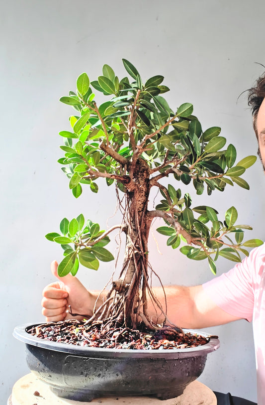 Green Island Ficus - 15 inch plastic pot