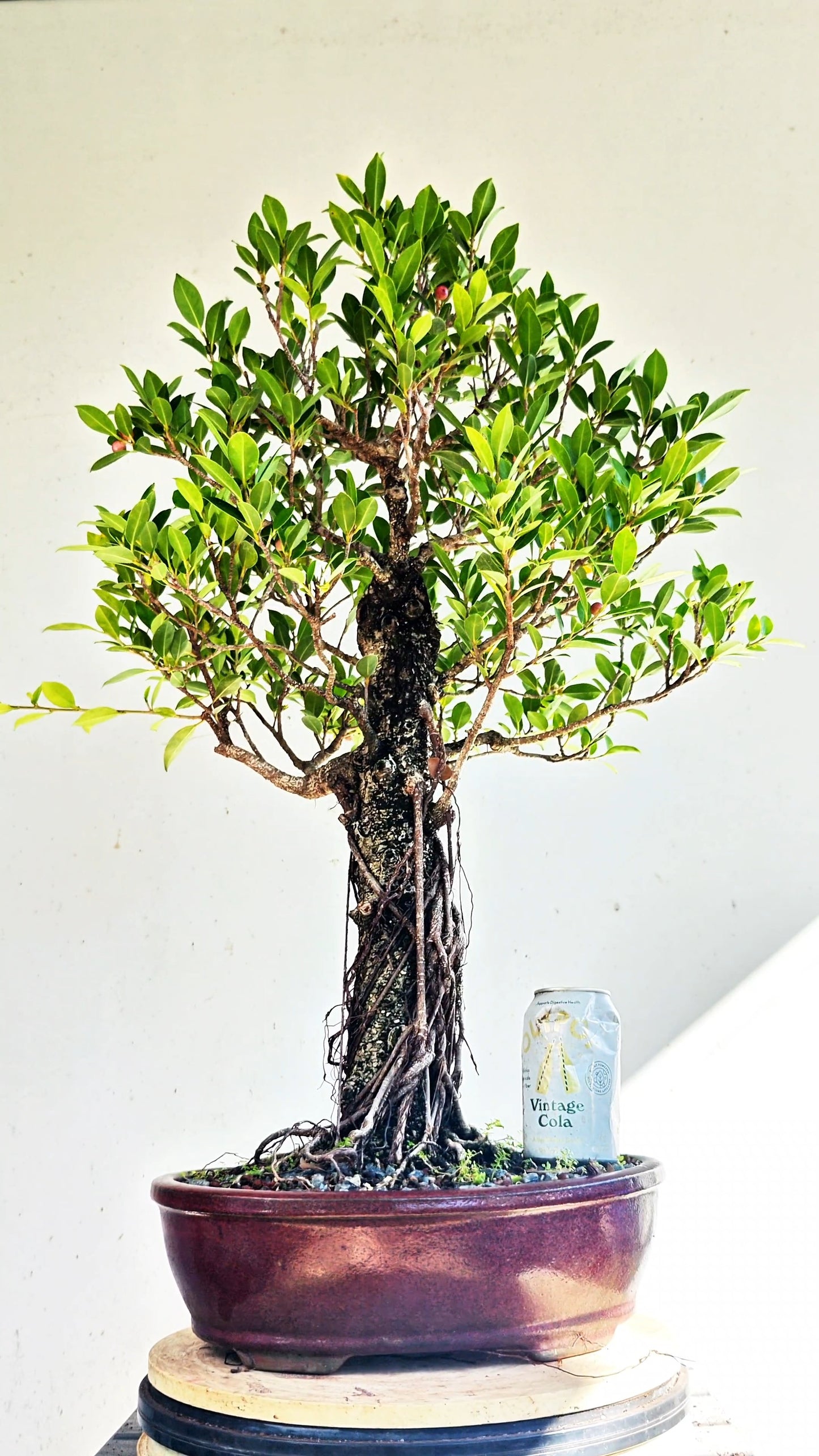 Large Tigerbark Ficus - Specimen Bonsai