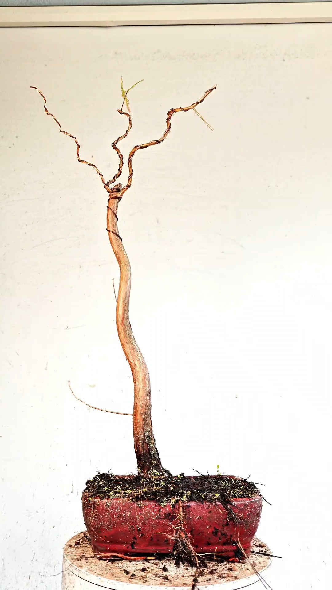 Bald Cyress Bonsai - 10 inch glazed pot