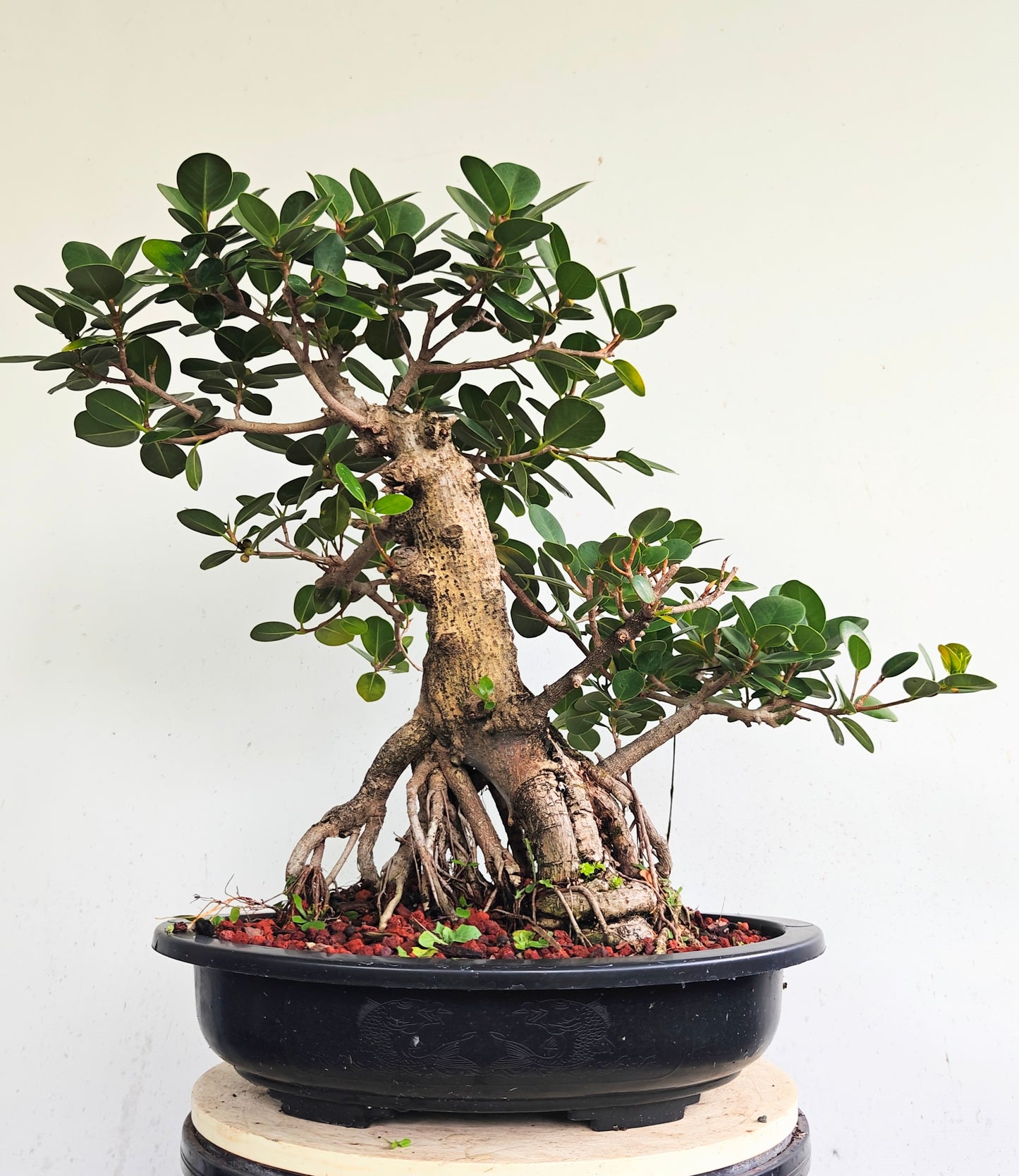 Green Island Ficus - 15 inch plastic pot