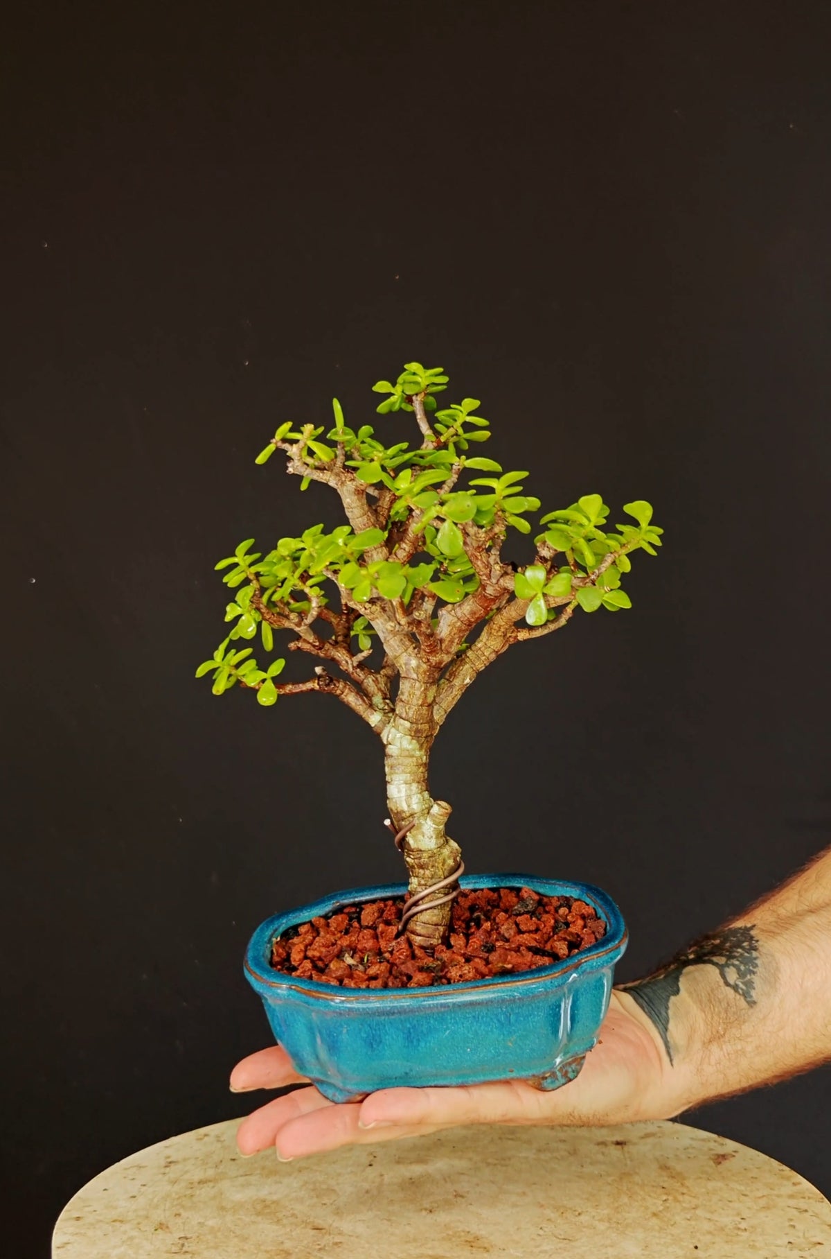 Dwarf Jade - 5 Inch Glazed Bonsai Pot