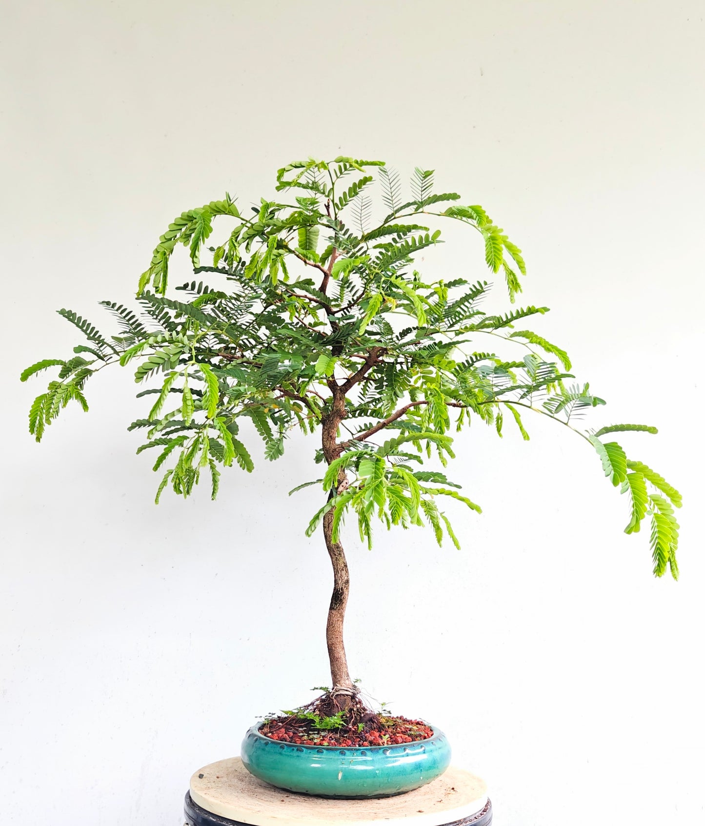 Tropical Tamarind Bonsai - 10 inch glazed pot
