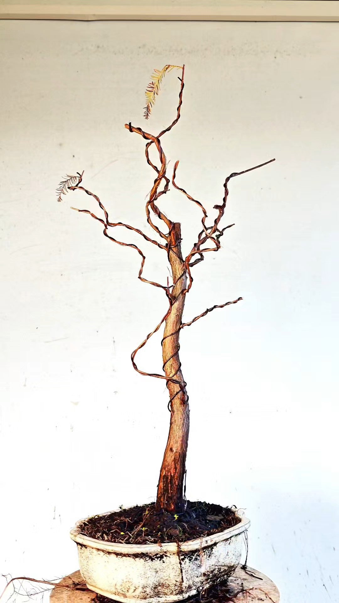 Bald Cyress Bonsai - 12 inch glazed pot