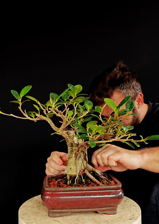 Ficus Microcarpa - 8 inch Glazed Rectangle