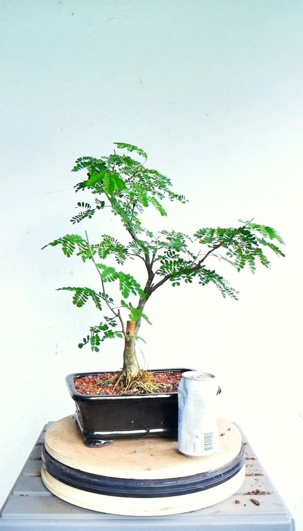 Thornless Flowering Brazilian Rain Tree - 8 Inch Glazed Pot
