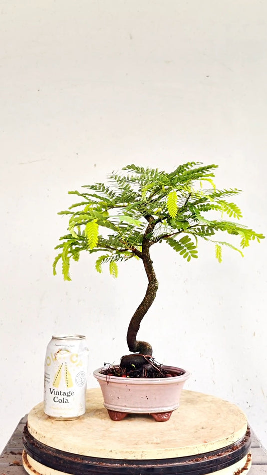 Tamarind Specimen Bonsai - 4 inch glazed pot