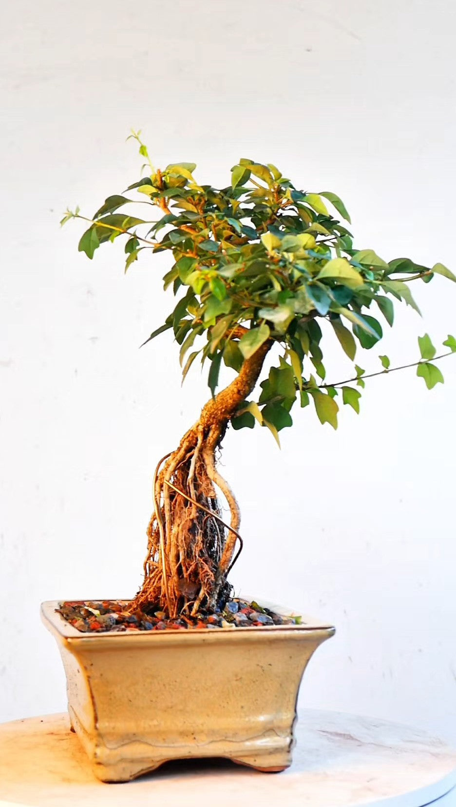 Parrots Beak Bonsai - 7 inch glazed pot