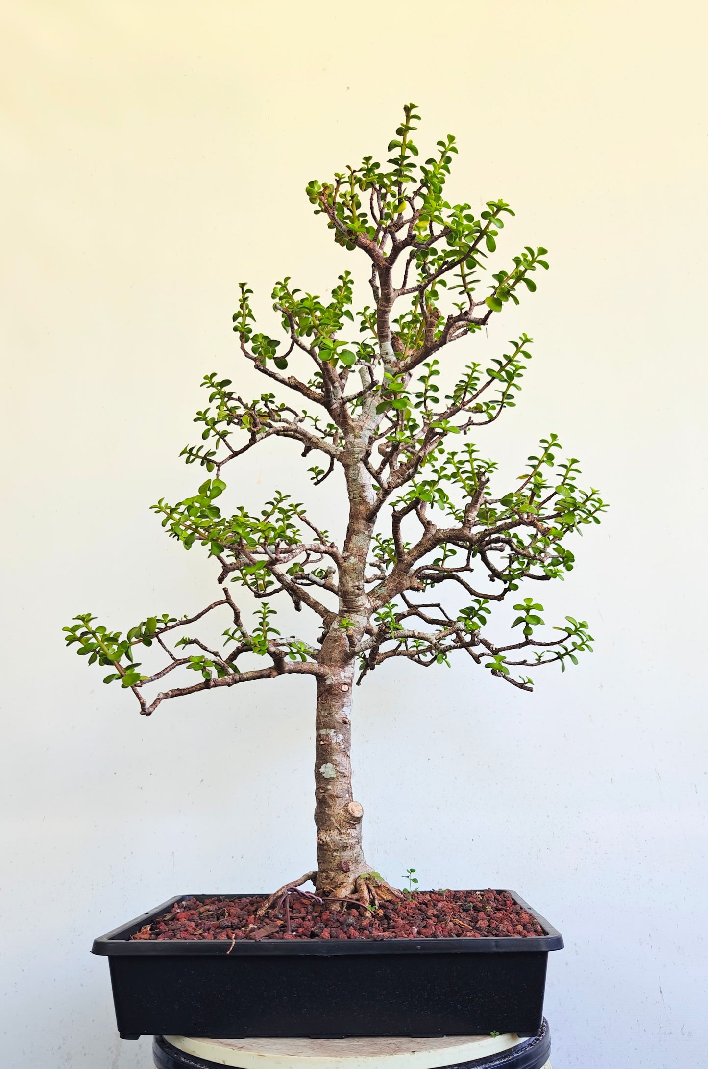 XL Dwarf Jade - 15 Inch Shallow Plastic Tray